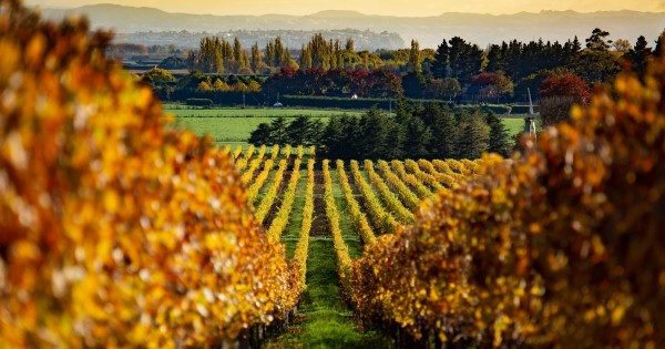 Hawke's Bay vineyard World Travellers New Zealand