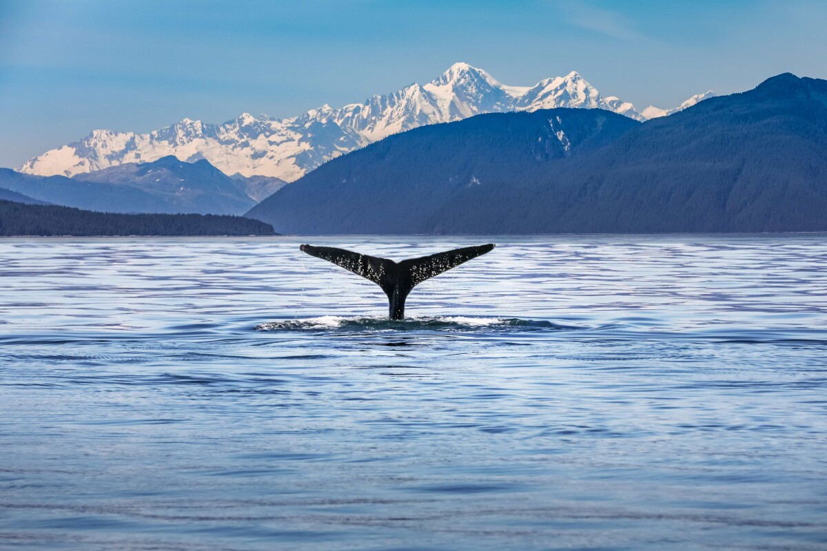 Whale Tail Snowcapped Mountains Alaska resized