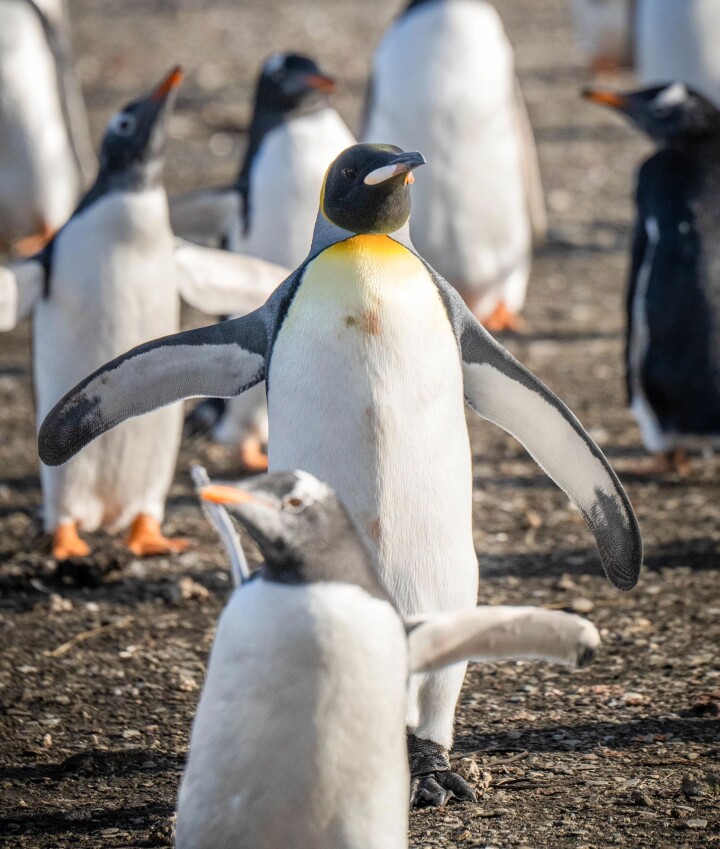 Explore South Georgia & Falkland Islands