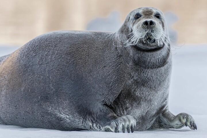 World of Bucket-list Wildlife