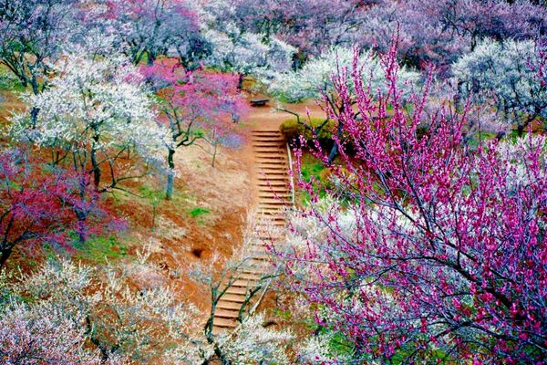 Cherry blossom 3 canva