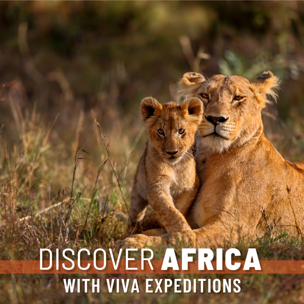 Discover Africa 1 lions
