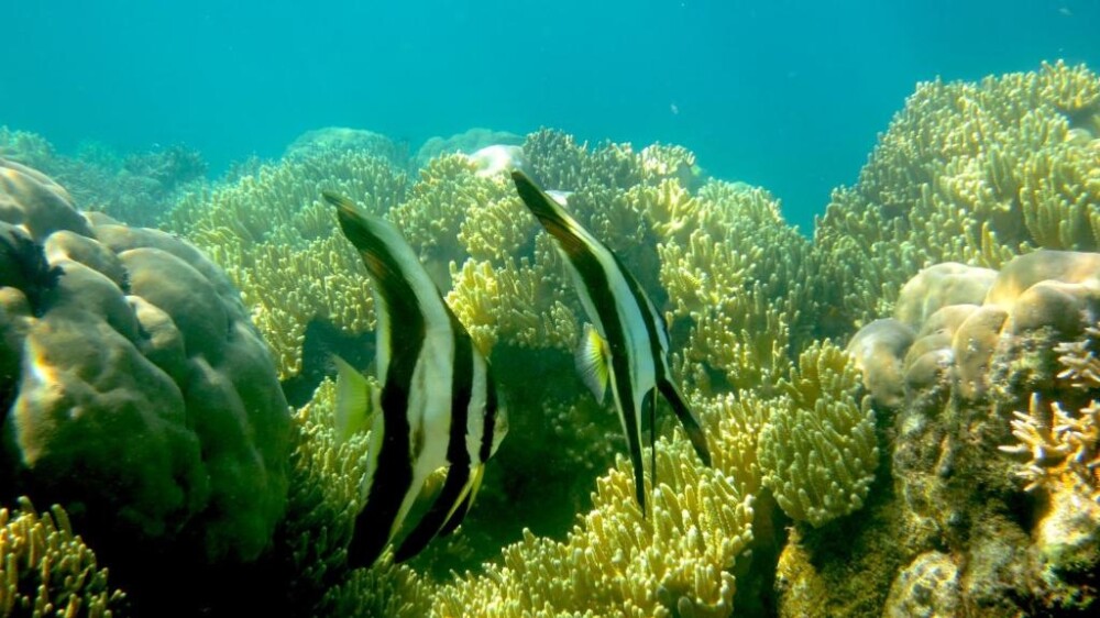 Evis Resort Snorkelling