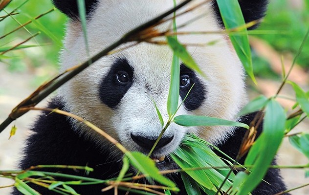 Giant Pandas