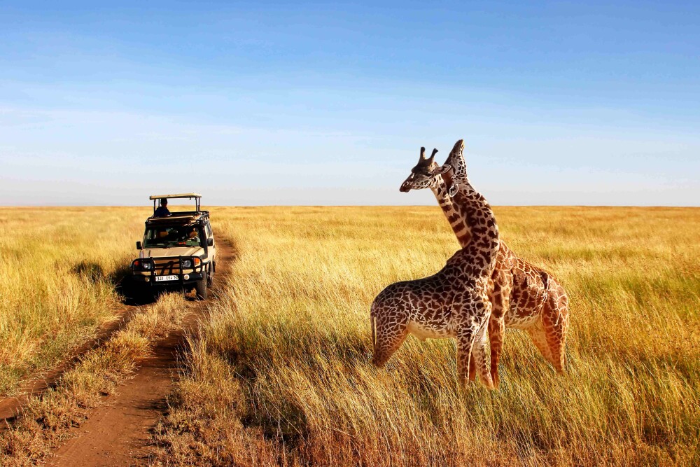 Giraffes Tanzania shutterstock 1016126908