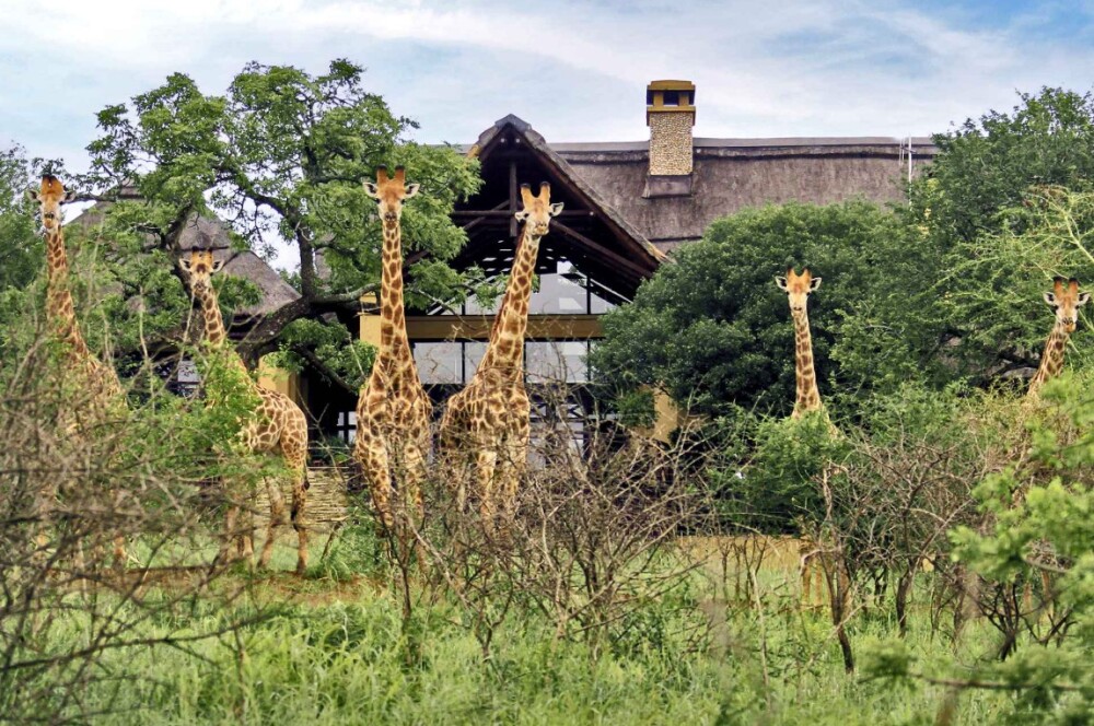Giraffes