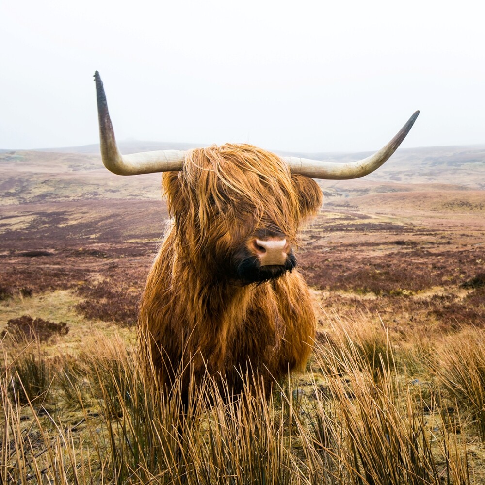 Highland Cattle