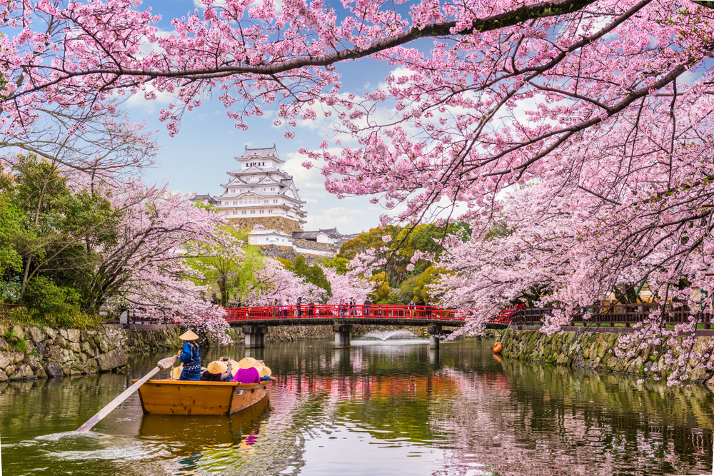 Japan Blossoms