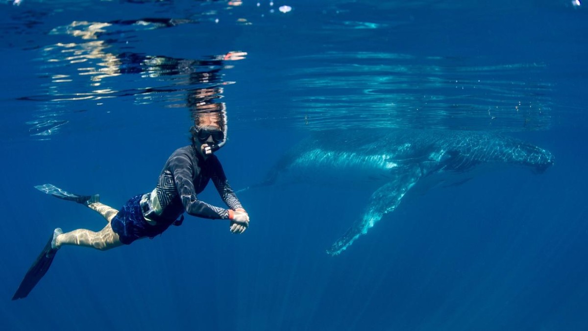 Ningaloo reef humpbacks