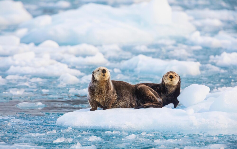 Sea Otters Glacier Ice Southern Alaska 2048x2048