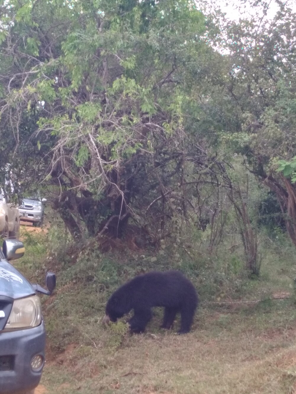 Sharon Sloth Bear Yala NP Rear sight