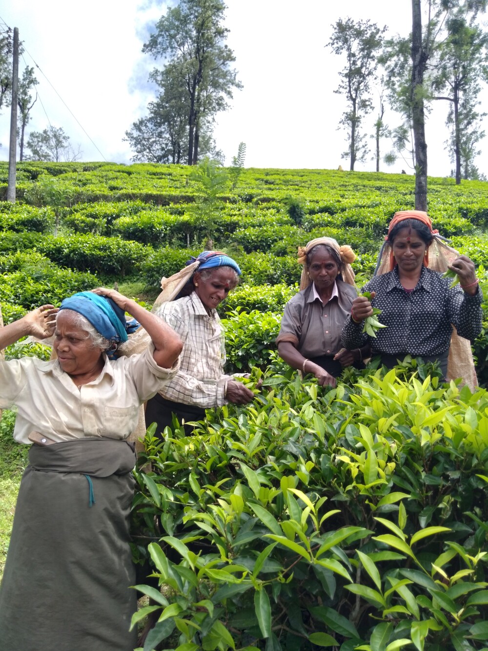 Sharon Tea Pickers 3