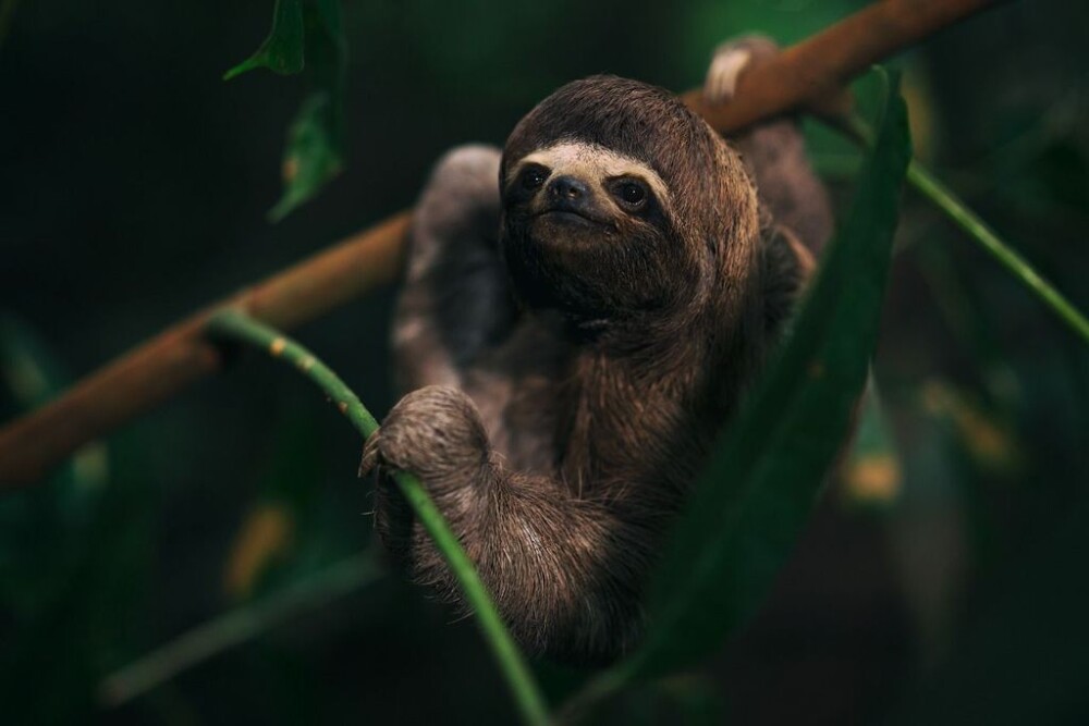 Sloth