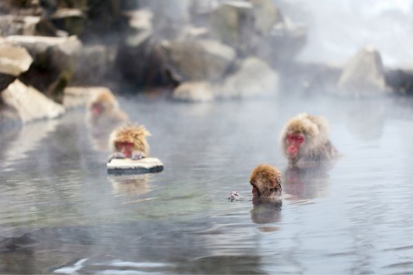 Snow monkeys 1 Japan canva