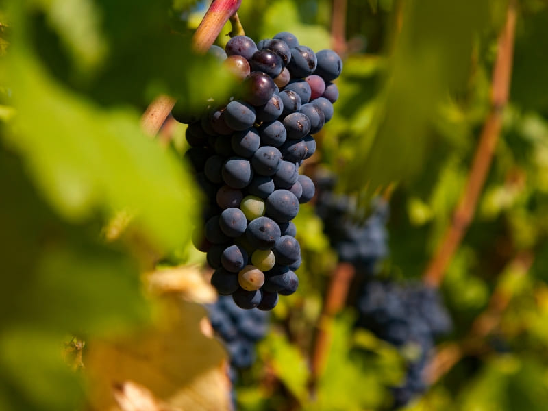 World Travellers Silversea France, Spain & Portugal Featuring the Autumn Grape Harvest Landing Page images
