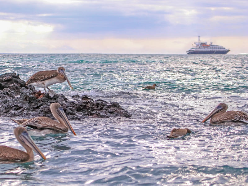 World Travellers Silversea The Galapagos Landing Page images (4)
