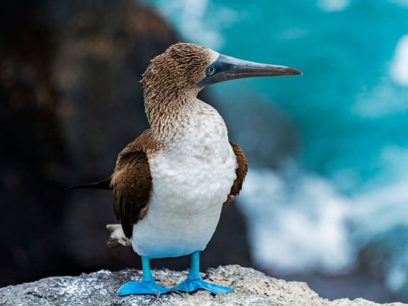 World Travellers Silversea The Galapagos Landing Page images
