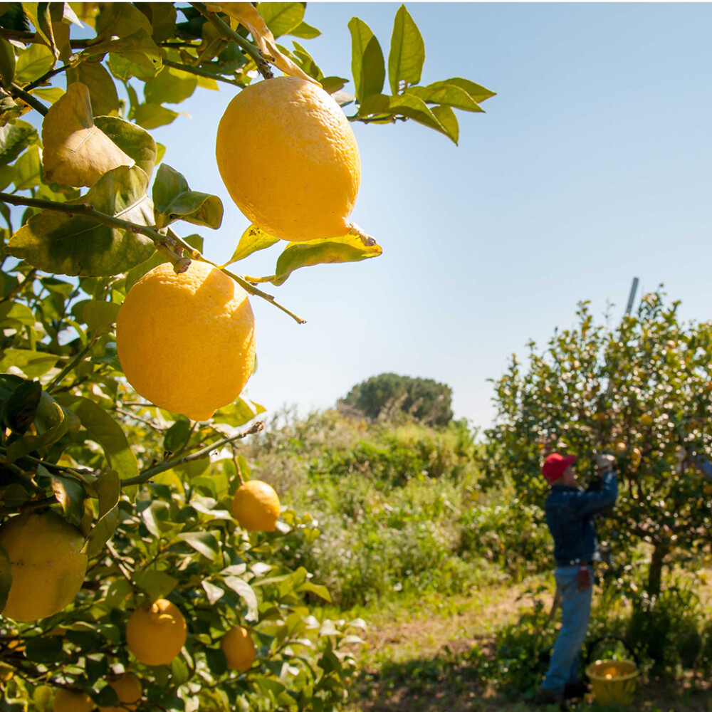bsinn5 enchanting southern italy lemon grove tour highlight 2 1