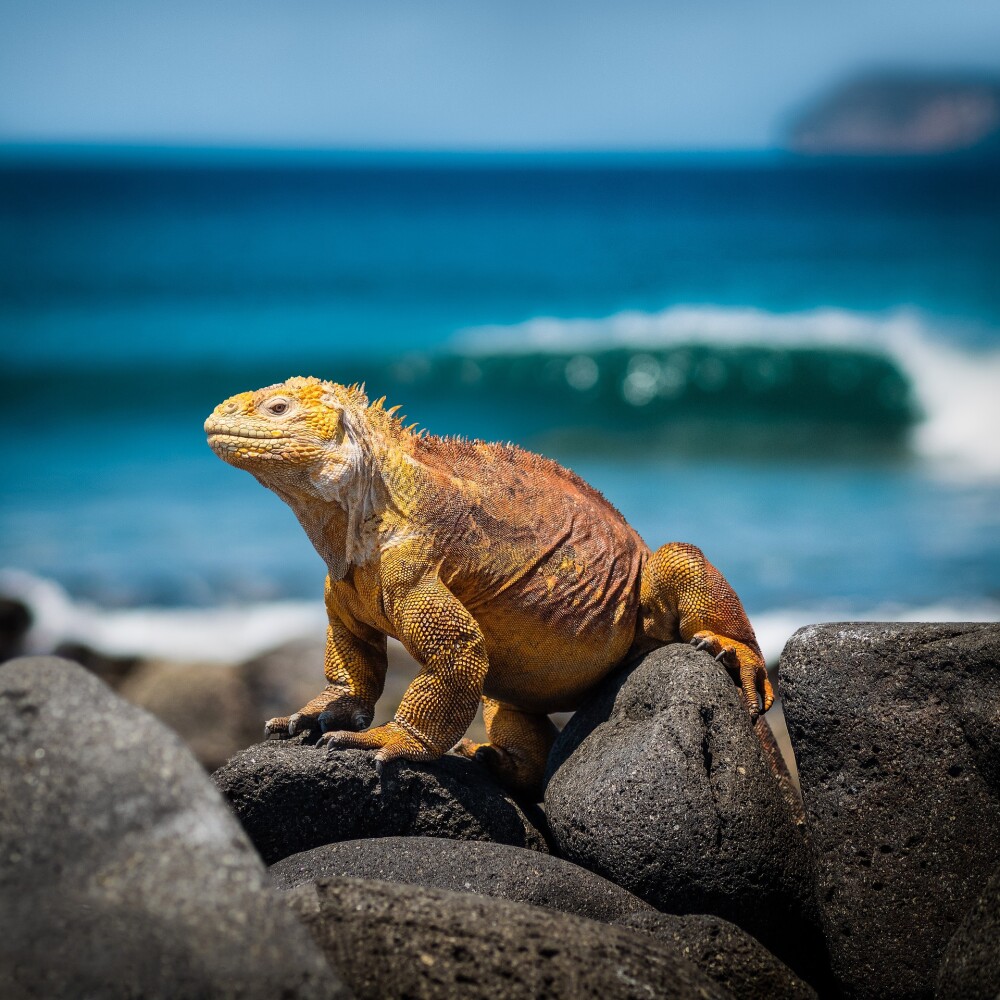 iguana 3500924 1920