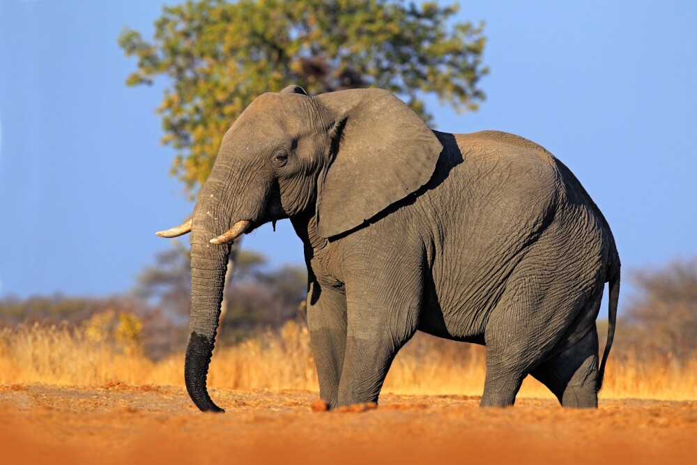 shutterstock 313029470 Big African Elephant in Hwange National Park, Zimbabwe. resized