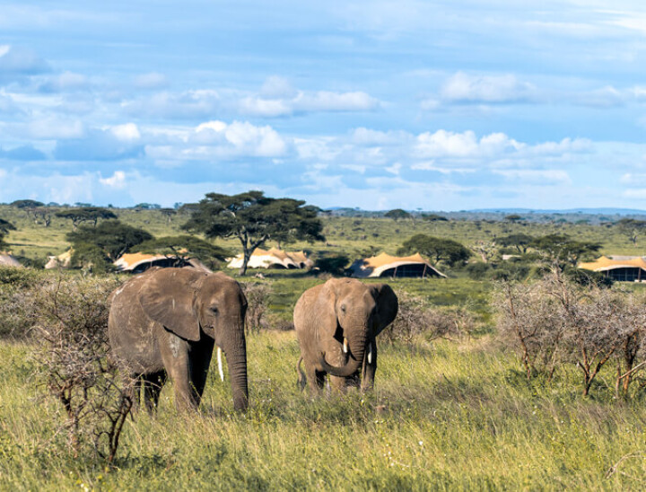 A pair of elehant graze near Namiri Plains Serengeti Tanzania