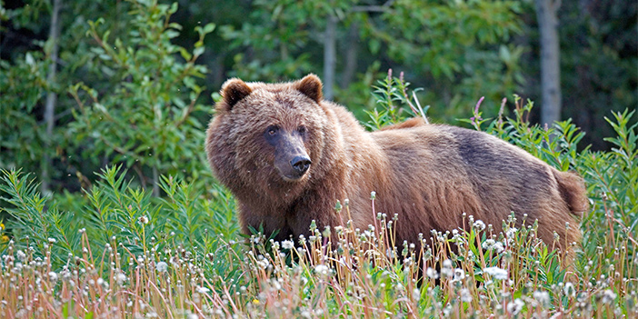 Ketchikan Grizzly Bear Alamy RM 702x351 tcm18 80376