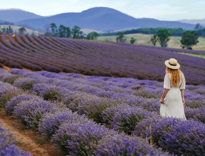 flhh bridestowe lavender estate tr