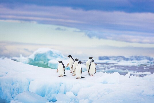 Antarctic Explorer 