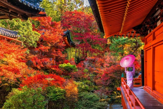 A Hosted Journey: Harvest Horizons, Japan's Coastal Charms
