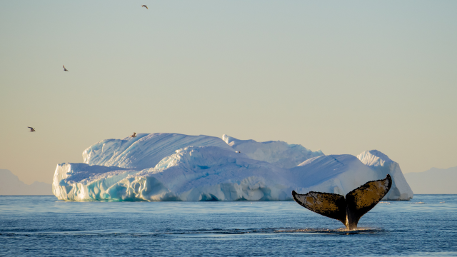 Antarctic Peninsula: The Classic Voyage