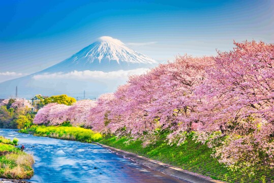 Japan Escorted Cruise 