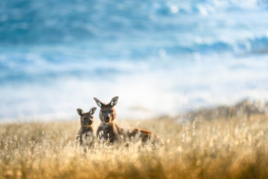 Southern Australia Explorer