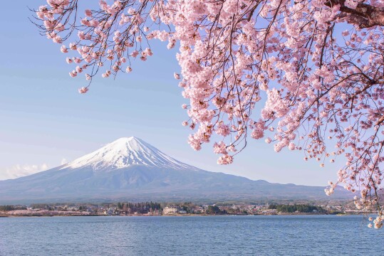 Japan Blossoms