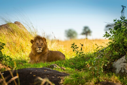 Globus | Spendors of South Africa & Victoria Falls