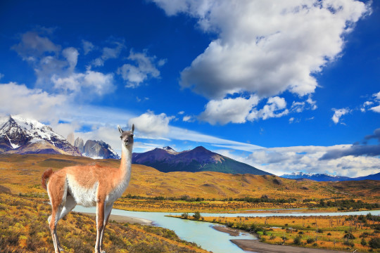 Signature Patagonia
