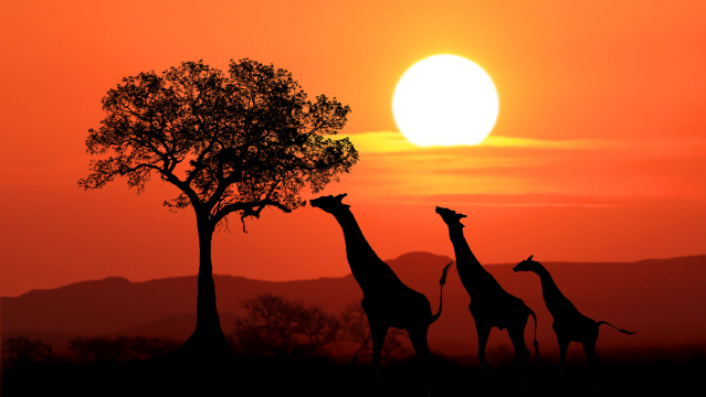 Namibia Safari, Rovos Rail