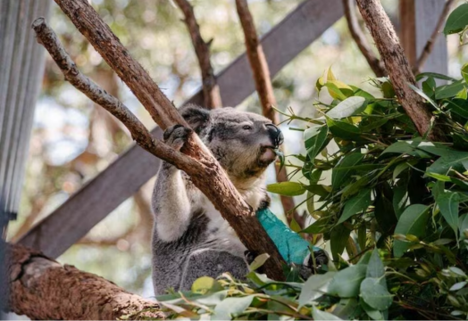 Port Stephens Koala Sancutary