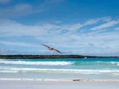 The Galapagos: Exploring the Inner Loop
