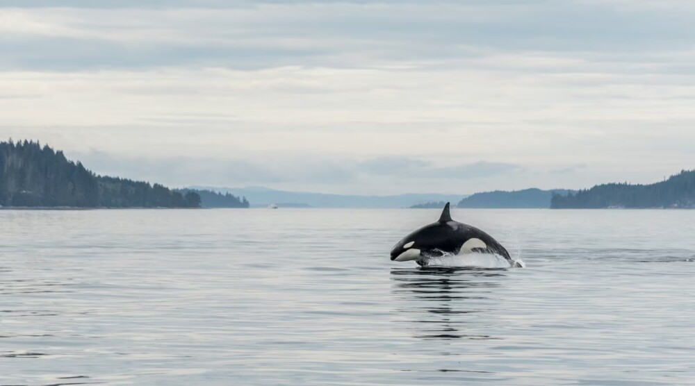 best place to see orcas vancouver canada 1600x890