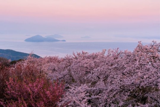 Cherry Blossom Japan Hosted Journey 2024