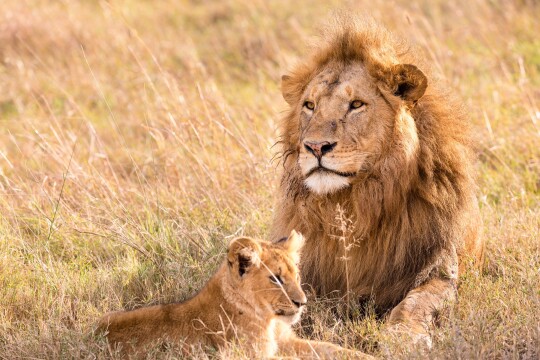 Luxury Fly Around Safari East Africa
