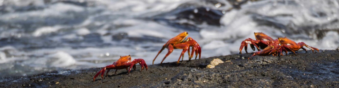 Galapagos Discovery