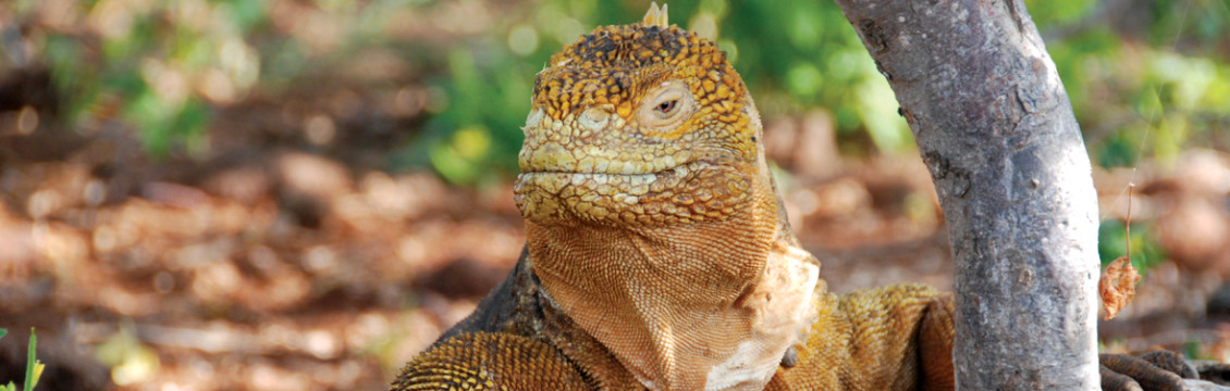 Galapagos Family Holiday