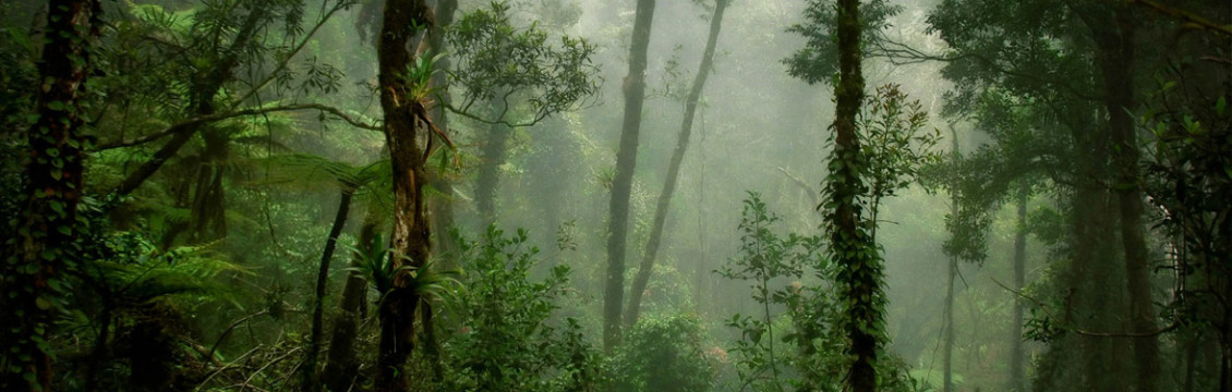 Wild Sarawak