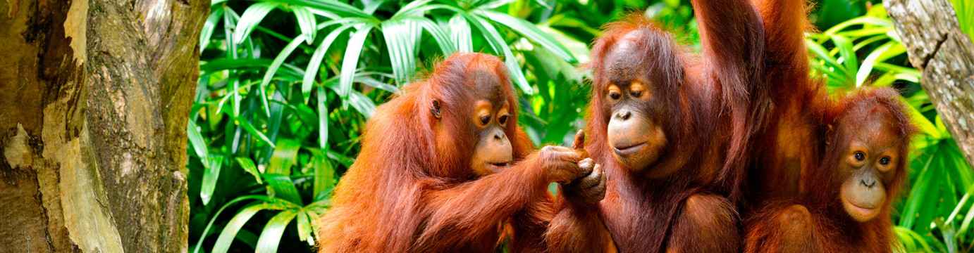 Borneo Family Holiday Comfort