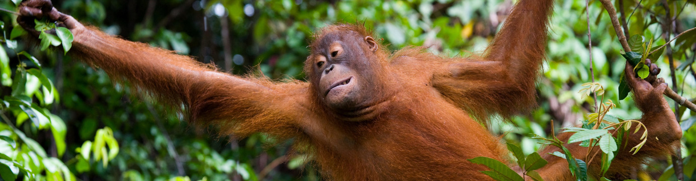 Borneo Family Holiday