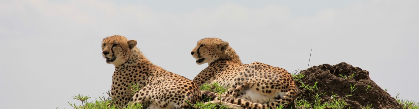 Essential East Africa
