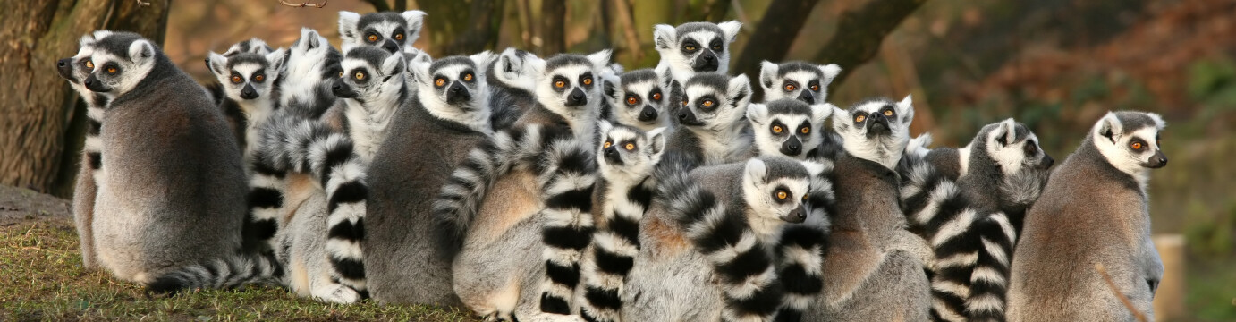 Madagascar Adventure