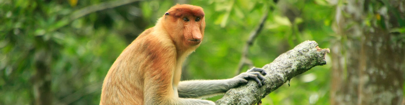 Classic Borneo