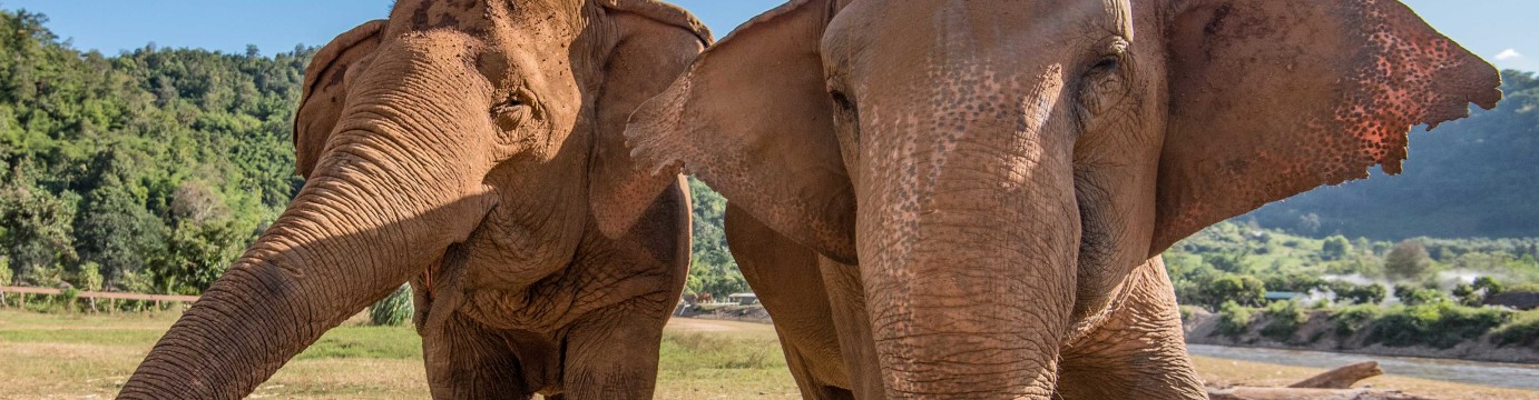 Chiang Mai & Elephant Experience 